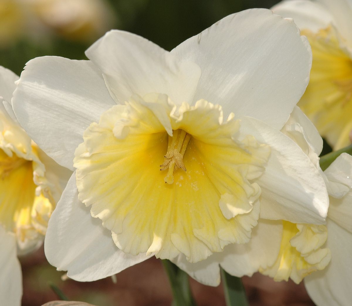 Amaryllidaceae Narcissus 