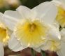 image of Narcissus 