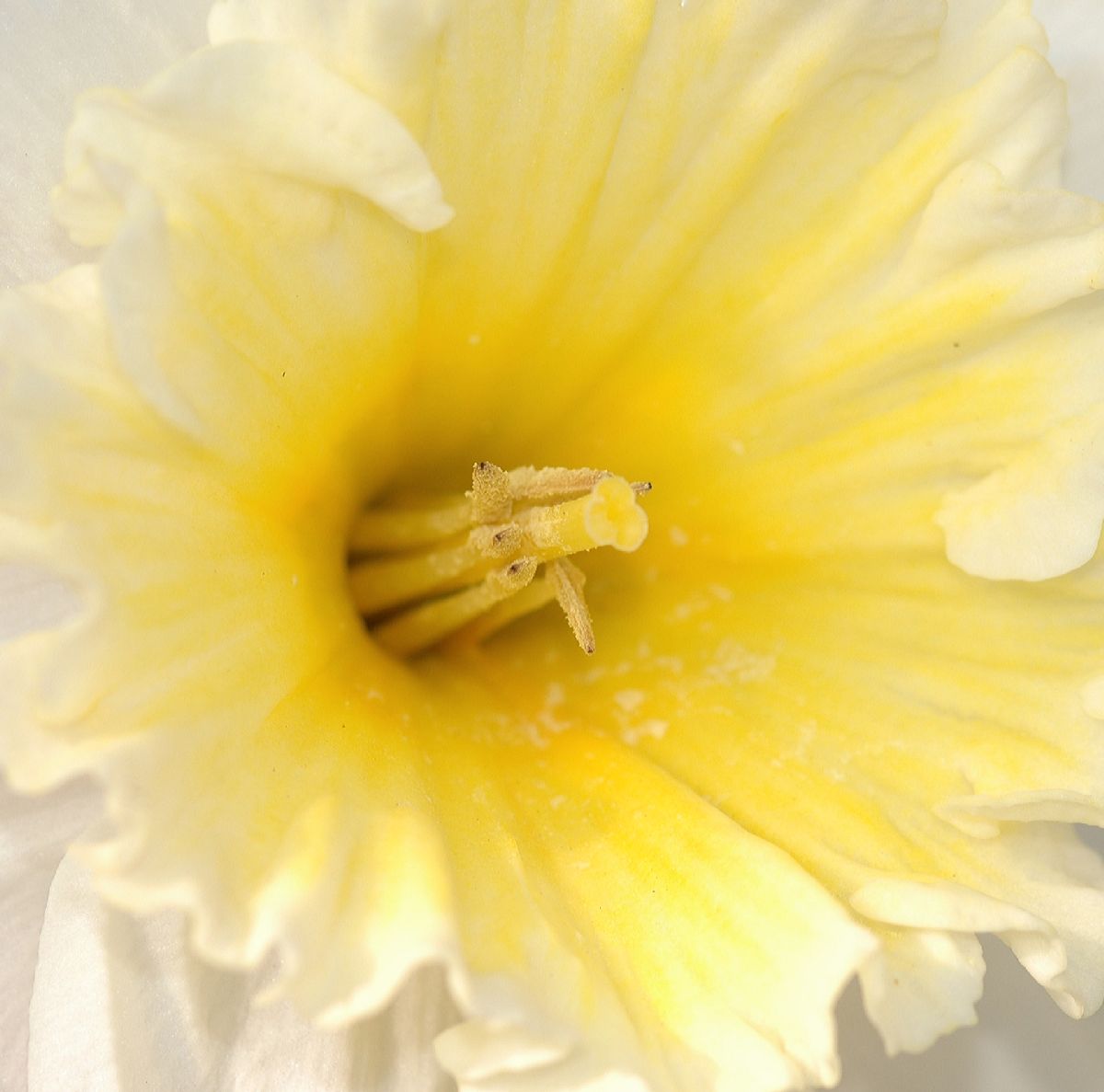 Amaryllidaceae Narcissus 