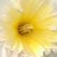 image of Narcissus 