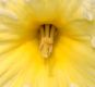 image of Narcissus 