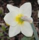 image of Narcissus 