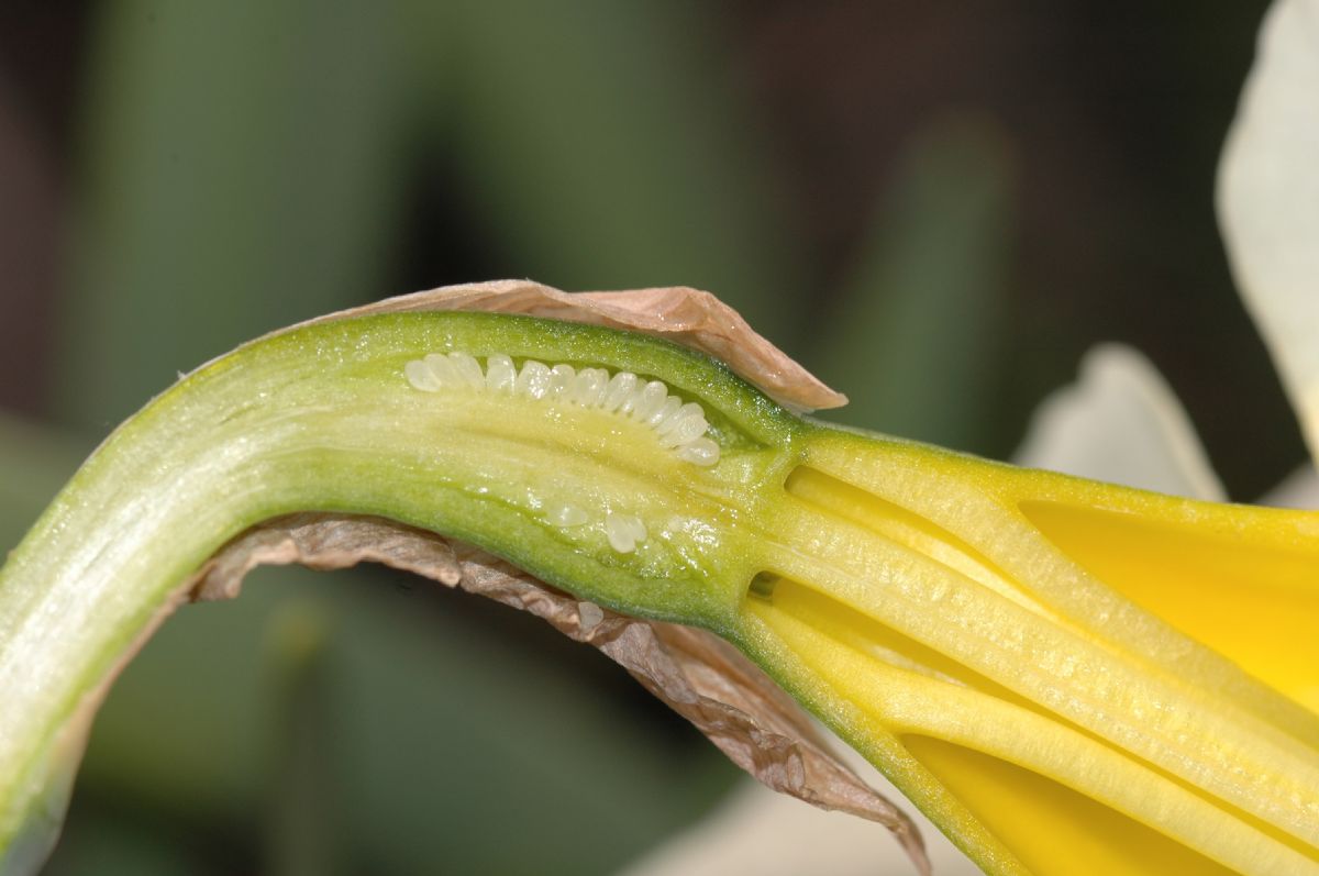 Amaryllidaceae Narcissus 