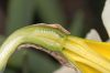 image of Narcissus 