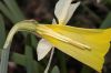 image of Narcissus 
