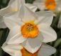 image of Narcissus 