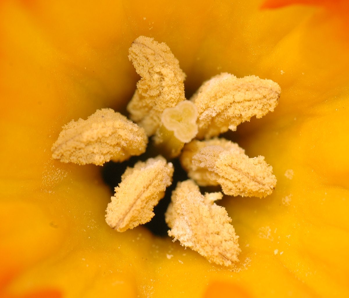 Amaryllidaceae Narcissus 