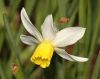 image of Narcissus 