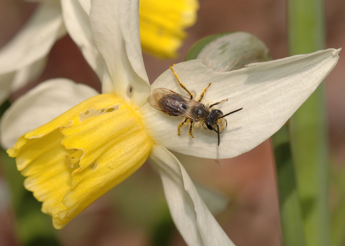 Amaryllidaceae Narcissus 