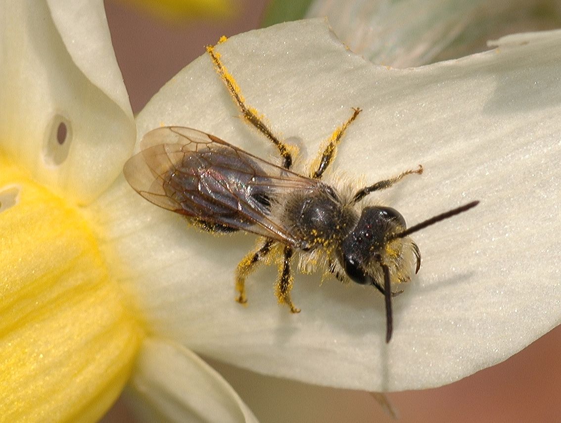 Andrenidae  