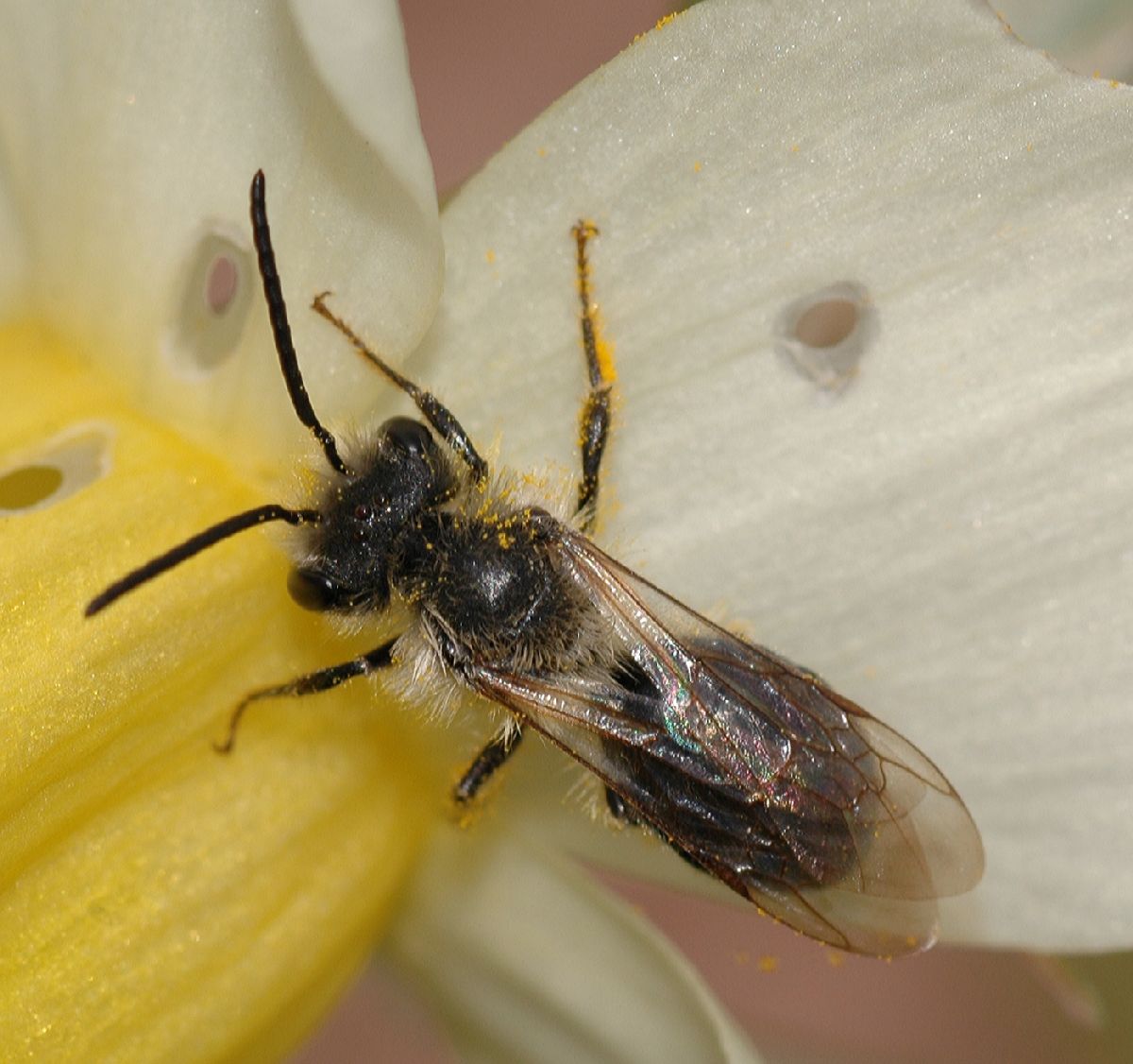 Andrenidae  