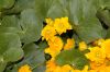 image of Caltha palustris