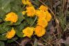 image of Caltha palustris