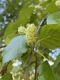image of Betula nigra