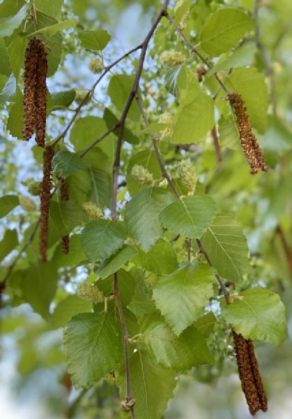 Betulaceae Betula nigra