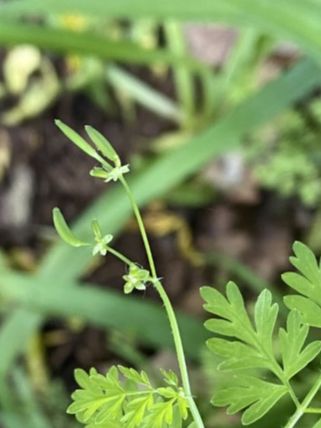 Apiaceae Chaerophyllum procumbens