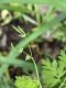 image of Chaerophyllum procumbens
