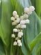 image of Convallaria majalis