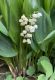 image of Convallaria majalis
