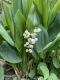 image of Convallaria majalis