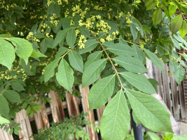Celastraceae Euonymus alatus