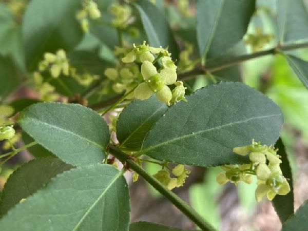 Celastraceae Euonymus alatus