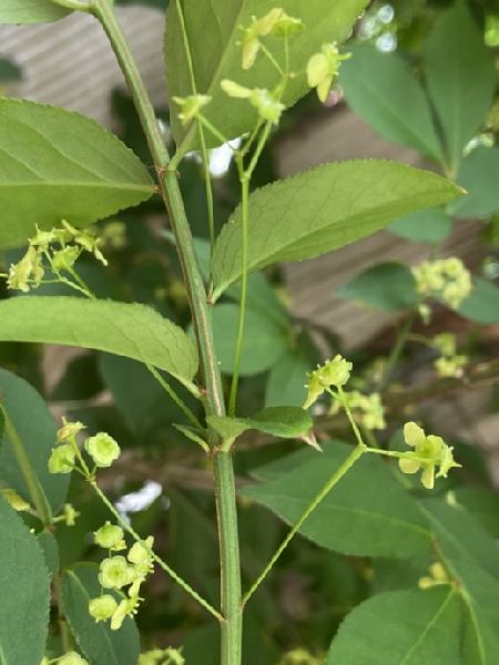 Celastraceae Euonymus alatus