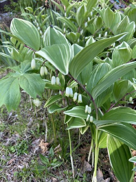 Asparagaceae Polygonatum biflorum