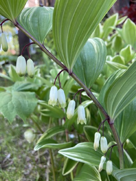 Asparagaceae Polygonatum biflorum