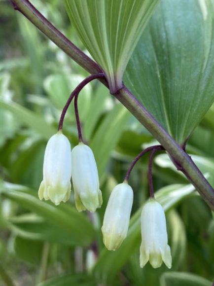 Asparagaceae Polygonatum biflorum