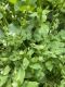 image of Stellaria media