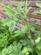 image of Stylophorum diphyllum