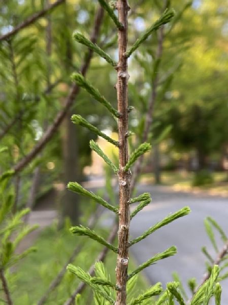 Cupressaceae Taxodium distichum