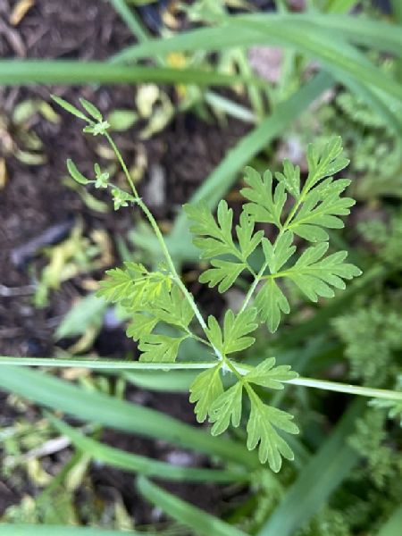 Apiaceae Chaerophyllum procumbens