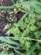 image of Chaerophyllum procumbens