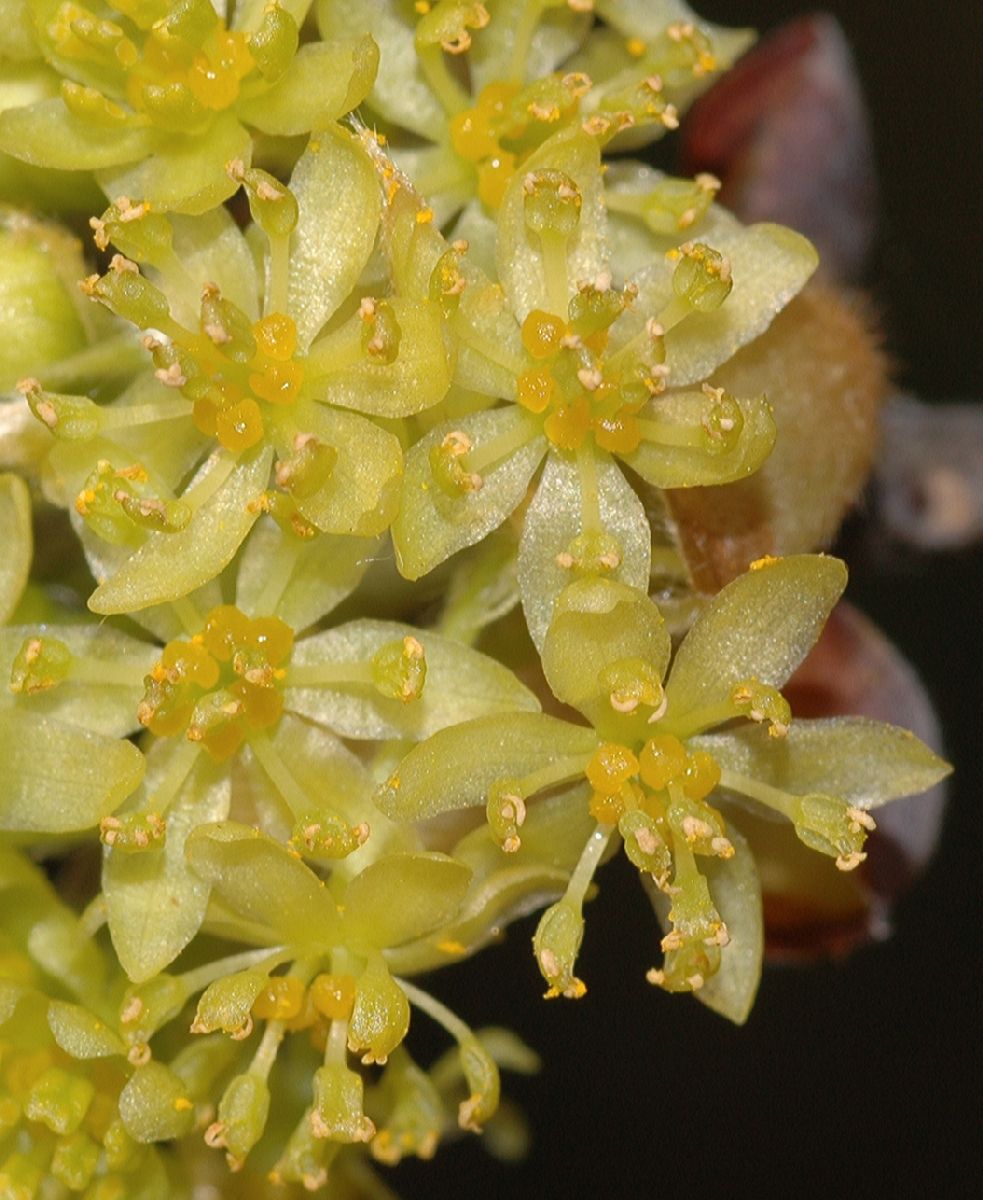 Lauraceae Sassafras albidum