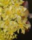 image of Sassafras albidum