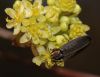 image of Sassafras albidum
