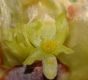 image of Sassafras albidum
