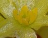 image of Sassafras albidum