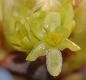 image of Sassafras albidum