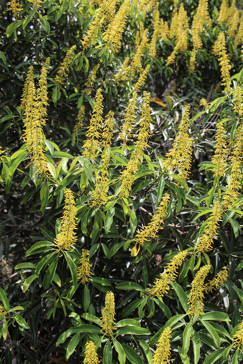 Vochysiaceae Vochysia santaluciae