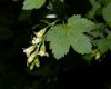 image of Ribes americanum
