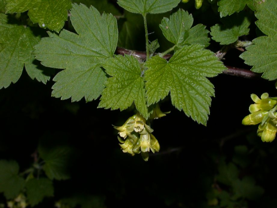 Grossulariaceae Ribes americanum