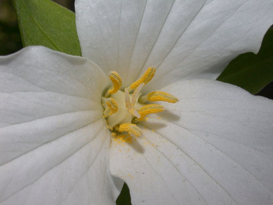 Melanthiaceae Trillium grandiflorum