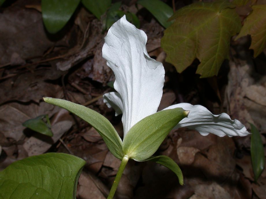 Melanthiaceae Trillium grandiflorum