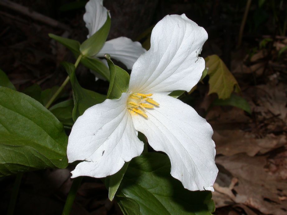 Melanthiaceae Trillium grandiflorum