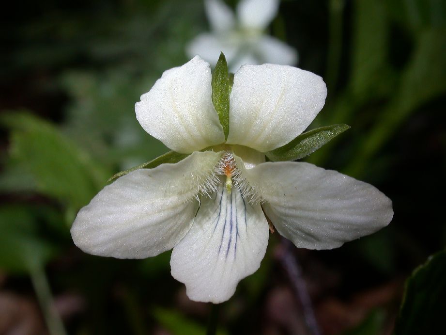 Violaceae Viola 
