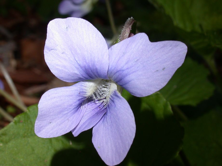 Violaceae Viola 