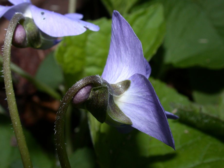 Violaceae Viola 